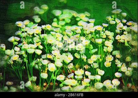 Wilde Blumen im Freien, Fotos von Ölbildern. Stockfoto