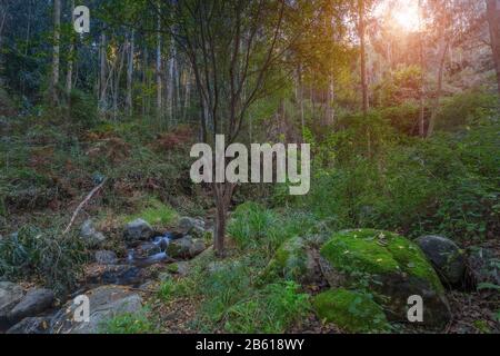 Wir kommen Herbst im Wald, Monchique. Portugal, Algarve. Stockfoto