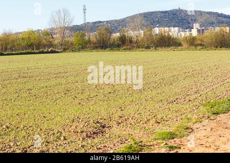 Felder arbeiteten im landwirtschaftlichen Park von Baix Llobregat und wurden für die Sommerernte frisch gesät. Feld, das beginnt, Pflanzen zu keimen Stockfoto