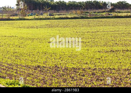 Felder arbeiteten im landwirtschaftlichen Park von Baix Llobregat und wurden für die Sommerernte frisch gesät. Feld, das beginnt, Pflanzen zu keimen Stockfoto