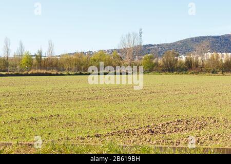 Felder arbeiteten im landwirtschaftlichen Park von Baix Llobregat und wurden für die Sommerernte frisch gesät. Feld, das beginnt, Pflanzen zu keimen Stockfoto