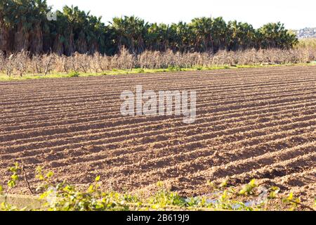 Felder arbeiteten im landwirtschaftlichen Park von Baix Llobregat und wurden für die Sommerernte frisch gesät. Feld, das beginnt, Pflanzen zu keimen Stockfoto