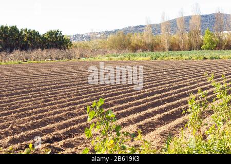 Felder arbeiteten im landwirtschaftlichen Park von Baix Llobregat und wurden für die Sommerernte frisch gesät. Feld, das beginnt, Pflanzen zu keimen Stockfoto