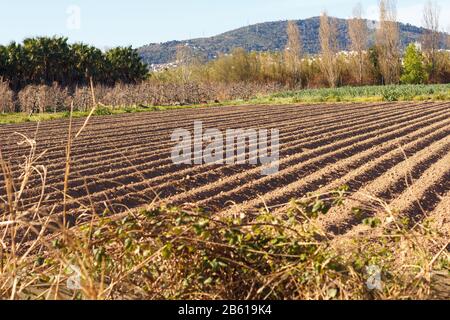 Felder arbeiteten im landwirtschaftlichen Park von Baix Llobregat und wurden für die Sommerernte frisch gesät. Feld, das beginnt, Pflanzen zu keimen Stockfoto