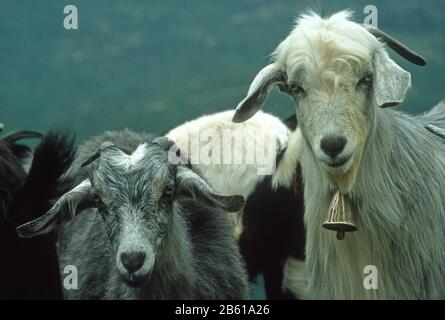 Weiße, graue, braune und schwarze Ziegen in Epirus, Griechenland. Eine hat eine Messingglocke an einem Kragen. Stockfoto