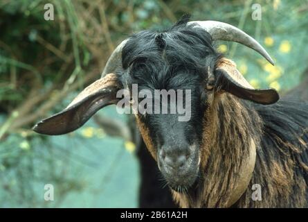 Braune und schwarze Ziege mit langen Hörnern und einem zotteligen Fell in Epirus, Griechenland Stockfoto