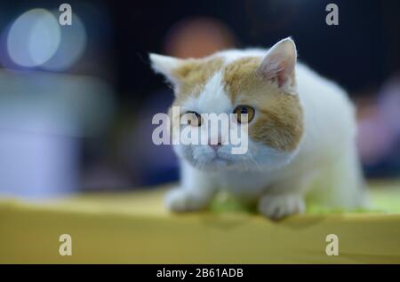 Exotische rot-weiße Katze auf dem Tisch sitzend, verschwommener Hintergrund Stockfoto