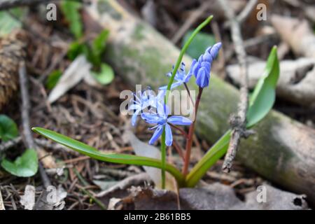 Violette Blumen in der Nähe auf dem Boden.Viola odorata, Sweet Violet, English Violet, Common Violet, Garden Violet Blooming in Spring in Wild Meadow. Stockfoto