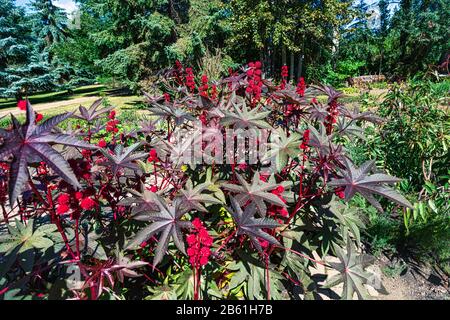 Die Castor-Ölpflanze hat glänzende Blätter mit langen Stielen und roten Blumen Stockfoto