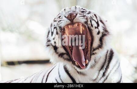 Der brüllende Tiger mit offenem Mund und Zähnen, der weiße Tiger oder gebleichte Tiger ist eine Pigmentvariante des Bengalischen Tigers Stockfoto