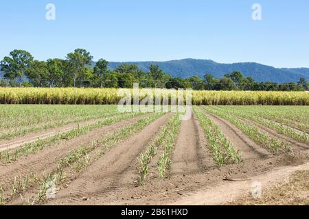 Zuckerrohrfeld in North Queensland, Australien. Stockfoto