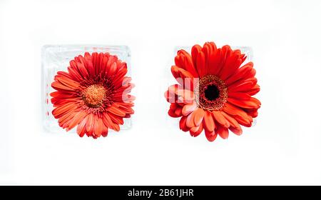 Zwei Gänseblümchen Gerber mit einem weißen Hintergrund, der als marco aufgenommen wurde Stockfoto