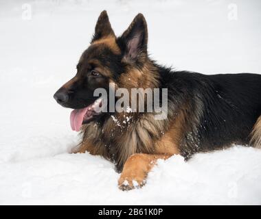 Der Deutsche Schäferhund hat eine Ruhepause. Tier vor Schneehintergrund. Stockfoto