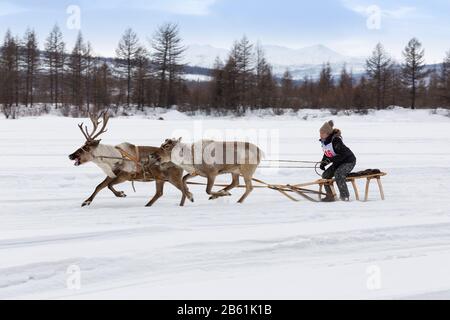 Iengra-Distrikt, Neryungri District, Yakutia, Russland. 7. März 2020 Rentiere auf der Feier der Rentierherden zu Rennen Stockfoto