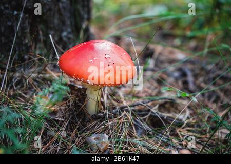 Rotfliege agarisch unter Waldgras Stockfoto