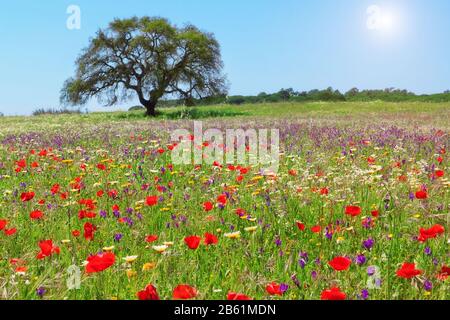 Rotes Mohnfeld an einem schönen Sommertag. Stockfoto
