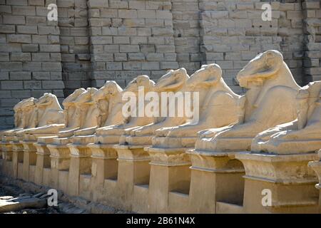 Avenue of Sphinxes (Luxor, Karnak Temple Complex) vor grauem Wandhintergrund. Stockfoto