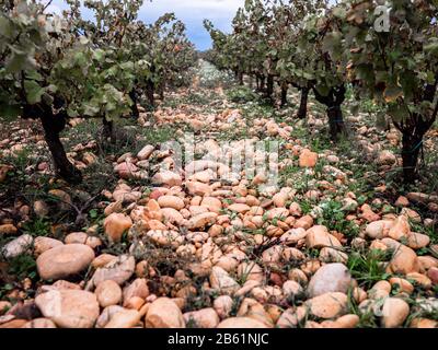 Ein wunderschöner, steiniger Weinberg in Chateauneuf-Do-Pape, Frankreich Stockfoto
