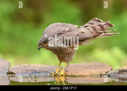 Eurasischer Sparrowhawk - Accipiter nisus, schöner Greifvogel bilden euroasische Wälder und Wälder, Hortobagy, Ungarn. Stockfoto