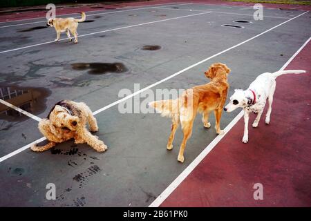 Hunde spielen im park Stockfoto