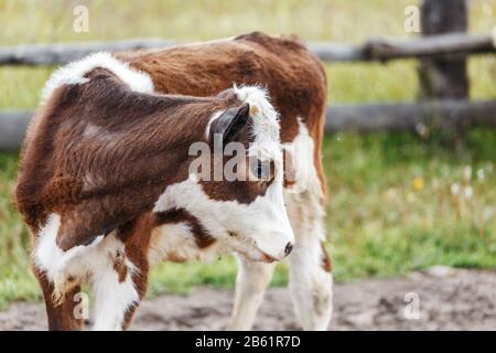 Wade, die draußen auf dem Feld in der Nähe des Zauns spazieren geht Stockfoto