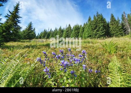 Wunderschöne blaue Blumen im Grünen und dichte Wälder in den Karpaten. Ukraine. Stockfoto