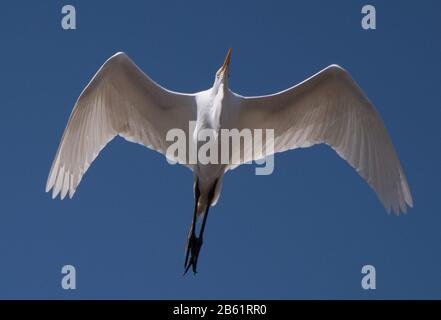 Buenos Aires, Deutschland. September 2019. Ein Reiher fliegt über einen Strandabschnitt am Río de la Plata in Buenos Aires. Weltweite Nutzung Credit: Dpa / Alamy Live News Stockfoto