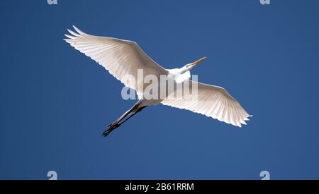 Buenos Aires, Deutschland. September 2019. Ein Reiher fliegt über einen Strandabschnitt am Río de la Plata in Buenos Aires. Weltweite Nutzung Credit: Dpa / Alamy Live News Stockfoto