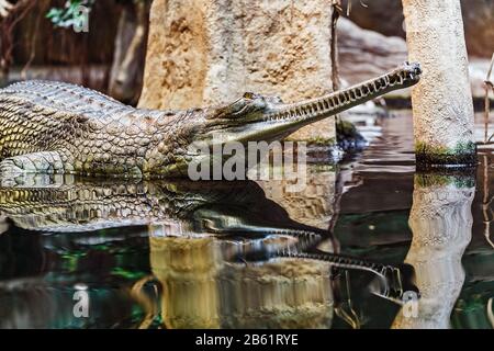 Gharialkopf über Wasser, es ist ein am stärksten gefährdetes und fast schon ausgerottete Krokodil der Welt Stockfoto