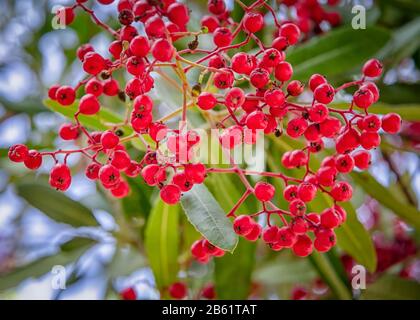 Toyon (Heteromeles arbutifolia) ist ein immergrüner Strauch, der in Kalifornien heimisch ist. Stockfoto