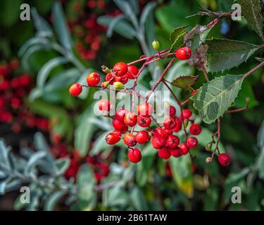 Toyon (Heteromeles arbutifolia) ist ein immergrüner Strauch, der in Kalifornien heimisch ist. Stockfoto