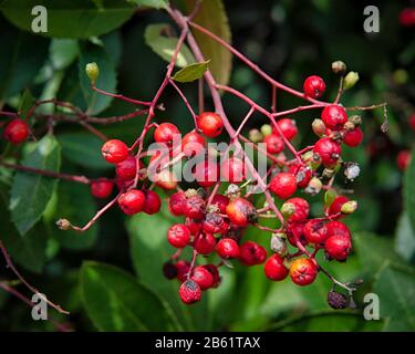 Toyon (Heteromeles arbutifolia) ist ein immergrüner Strauch, der in Kalifornien heimisch ist. Stockfoto