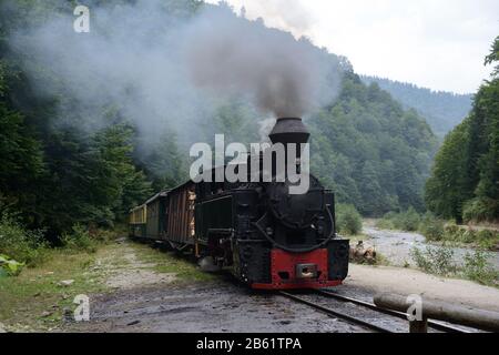 Fahrende Holzbrenner-Lok von Mocanita (Maramures, Rumänien). Grüner Wald ist im Hintergrund. Stockfoto