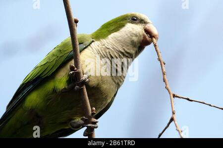 Buenos Aires, Deutschland. September 2019. Ein Mönch Sittich sitzt in Buenos Aires in einem Baum mit einem Ast im Schnabel. Weltweite Nutzung Credit: Dpa / Alamy Live News Stockfoto