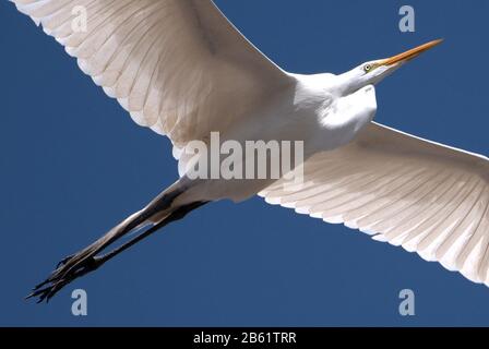 Buenos Aires, Deutschland. September 2019. Ein Reiher fliegt über einen Strandabschnitt am Río de la Plata in Buenos Aires. Weltweite Nutzung Credit: Dpa / Alamy Live News Stockfoto