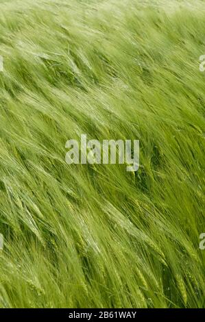 Nahaufnahme des grünen Weizenfeldes. Die Pikeletten schwingen im Wind. Hintergrund der Natur. Stockfoto