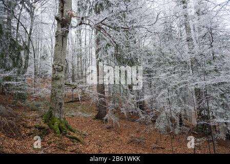 Bedeckt mit Hochfrostbechen und Tannen. Der alte Herbst verlässt den Boden. Grünes Moos an den Wurzeln Aromen die Zusammensetzung. Stockfoto