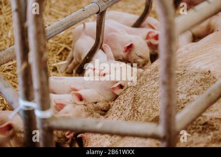 Junge Ferkel auf Der Farm Der Tiere Stockfoto