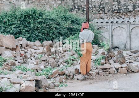 Jaipur, Indien - 8. März 2020: Der Mann, der Turban trägt, ernährt sich von Affen im Hindu-Affe-Tempel oder im Hanuman-Ji-Tempel in Jaipur, Rajasthan, Indien. Stockfoto