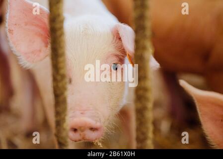 Junge Ferkel auf Der Farm Der Tiere Stockfoto