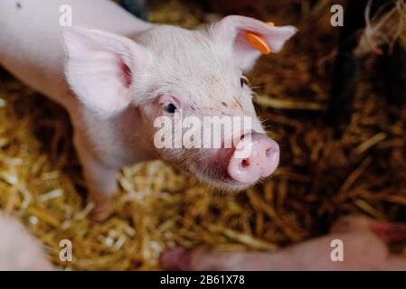 Junge Ferkel auf Der Farm Der Tiere Stockfoto