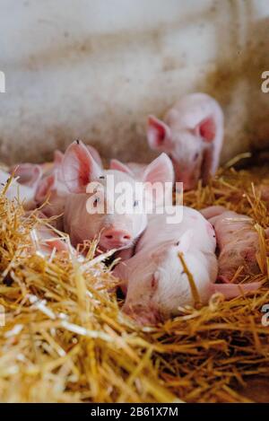 Junge Ferkel auf Der Farm Der Tiere Stockfoto