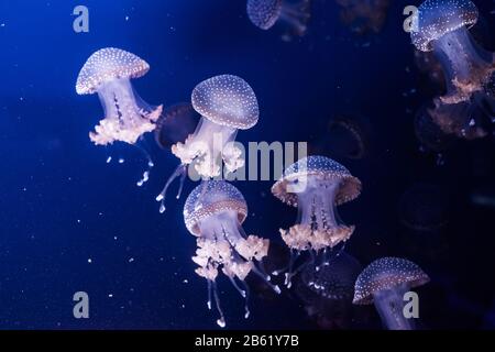 Der Australier hat Quallen im Wasser entdeckt. Phyllorhiza punctata. Stockfoto