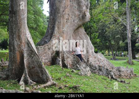 Frau, die mit leichten Schlägen bekleidet ist, ist umgeben von Wurzeln, die von einem riesigen tropischen Baum umgeben sind. Szene im botanischen Garten Kandi. Stockfoto