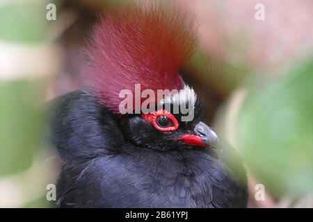 Rebhuhn aus gehäschtem Holz Stockfoto