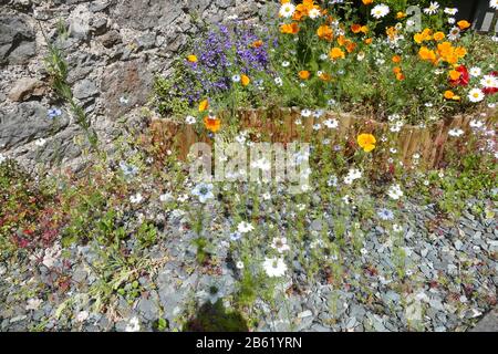 Wilde Blumen Stockfoto