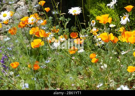 Wilde Blumen Stockfoto