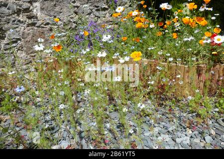 Wilde Blumen Stockfoto