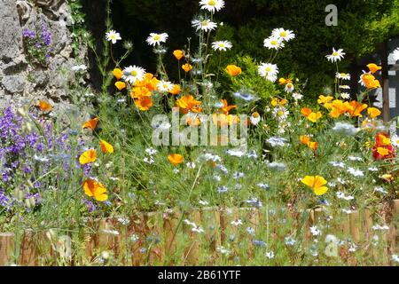 Wilde Blumen Stockfoto