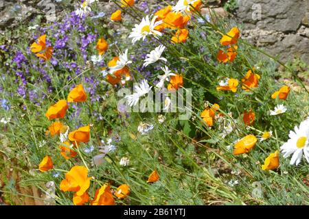 Wilde Blumen Stockfoto